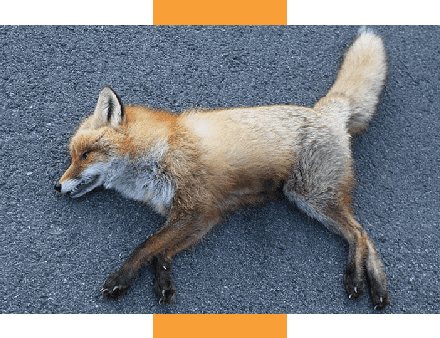 Dead animal removal Brisbane