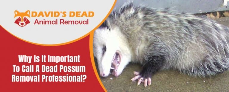 Why Is It Important to Call a Dead Possum Removal Service?