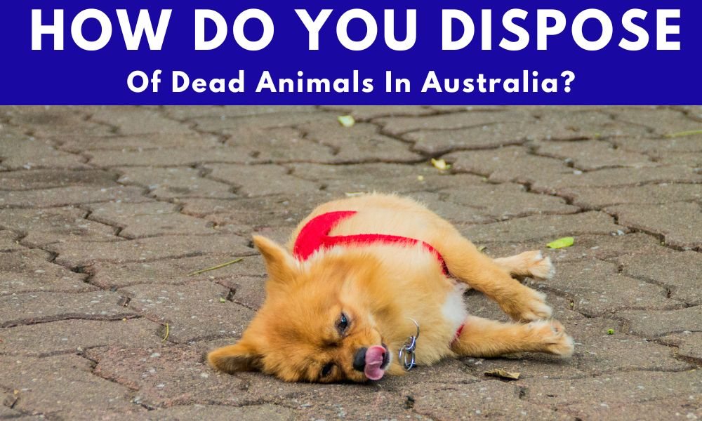How Do You Dispose of Dead Animals in Australia?