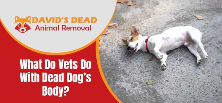 What Do Vets Do With a Dead Dog's Body?