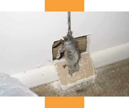 Hidden Problems: What a Dead Animal in Your Home Can Cause
