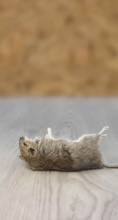 Dead Animals in Your Home: Are They Secretly Causing Structural Damage?