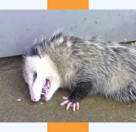 Dead possum removal by David's Dead Animal Removal
