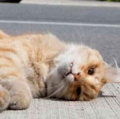 Dead Cat Removal
