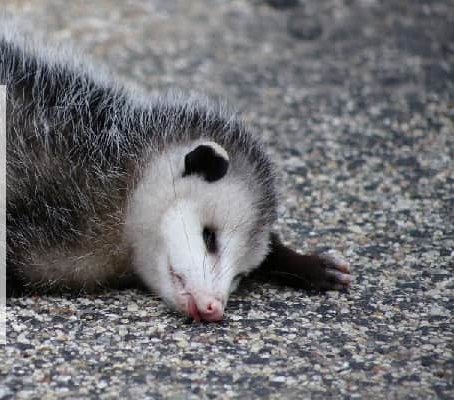 Dead Possum Removal